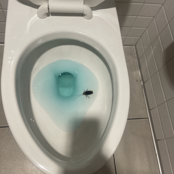 LA County Library - Rowland Heights Library - huge cockroach in their toilet. - Libraries Near Me - Rowland Heights, California