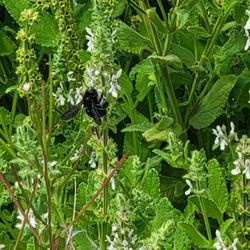 Large female carpenter bee (Xylocopa species)