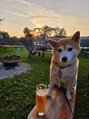 Modestman Brewing by null