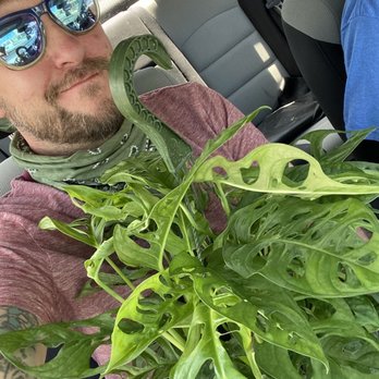 Life is Succulent - Monstera deliciosa - Nurseries & Gardening Near Me - Buffalo, New York Life is Succulent - Monstera deliciosa - Nurseries & Gardening Near Me - Buffalo, New York