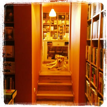 Alêtheia Editores - Dog's friendly :) - Print Media Near Me - Lisbon, 11 Alêtheia Editores - Dog's friendly :) - Print Media Near Me - Lisbon, 11