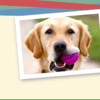 New Levels Dog Training - Pet Training Near Me New Levels Dog Training - Pet Training Near Me