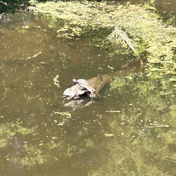 Kapok Park - Turtles - Parks Near Me - Clearwater, Florida