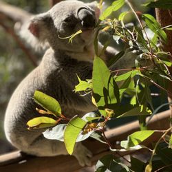 Anderson's Tours - Blue Mountains Day Tour