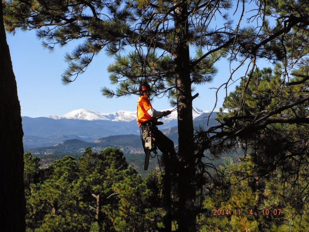 High Tie Tree Service - tree service in Denver, CO