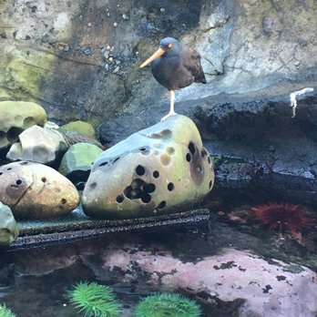 Seattle Aquarium - Aquariums Near Me - Seattle, Washington Seattle Aquarium - Aquariums Near Me - Seattle, Washington