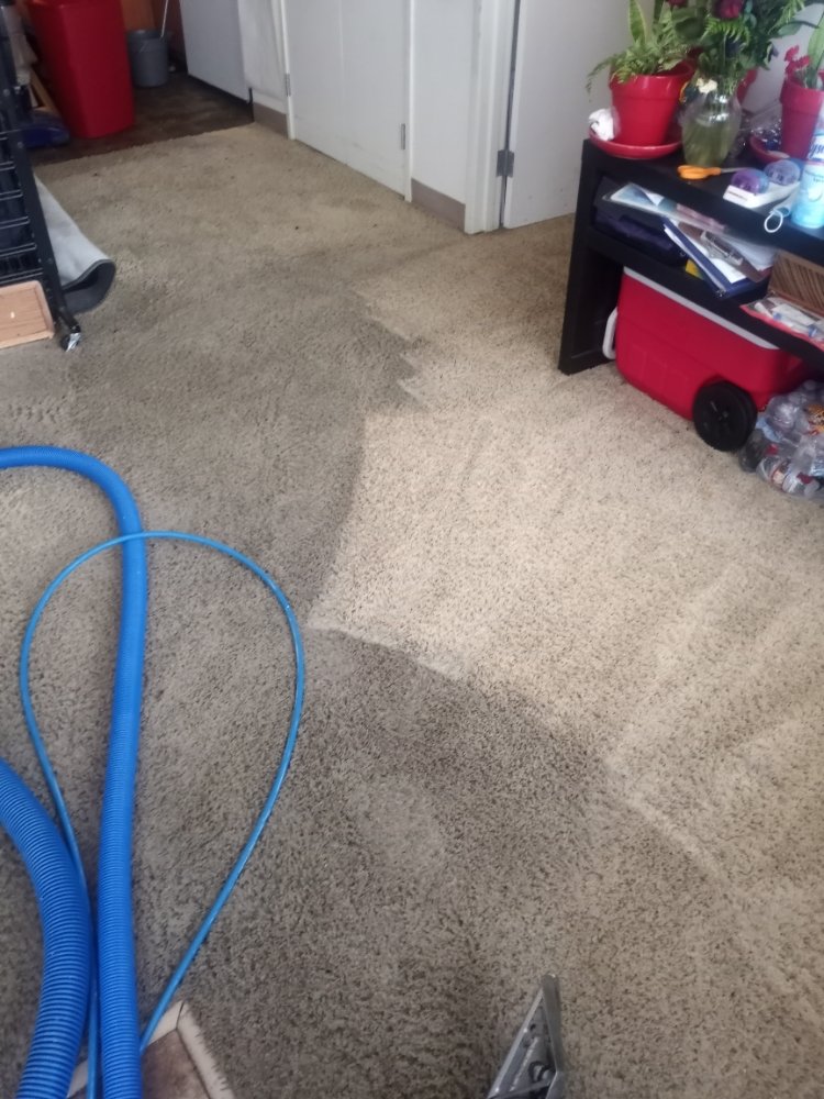 Carpet Cleaning PRO BUDGET CARPET CLEANING 315 Photos & 348 Reviews
