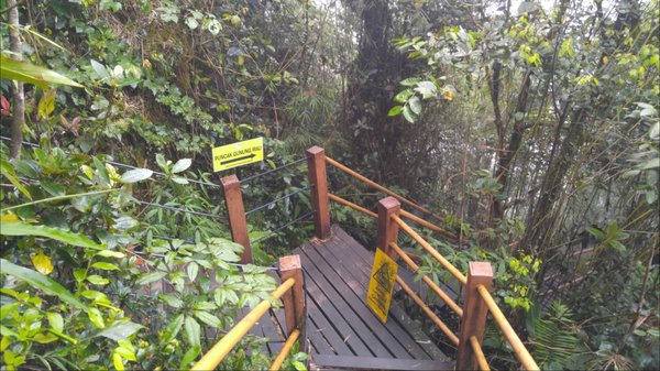 Mossy Forest by null