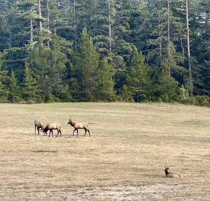 Nehalem Bay State Park by null
