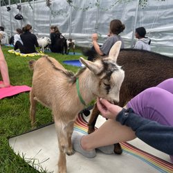 Happy Goats Farm
