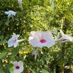 Halls Plant Nursery