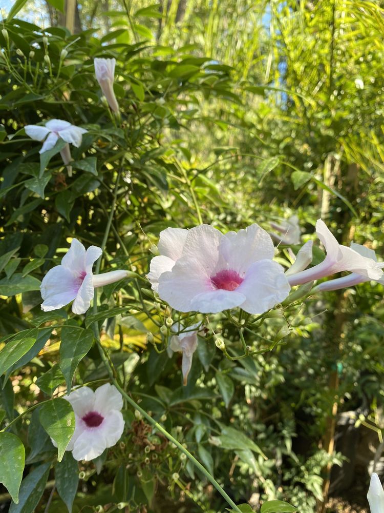 HALLS PLANT NURSERY Updated October 2024 64 Photos & 46 Reviews