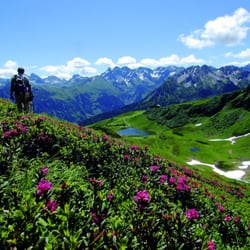 Fellhornbahn GmbH - Alpenrosenblüte am Fellhorn