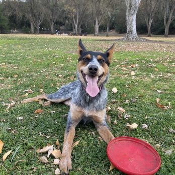 K9 Logic Dog Training - Lil Runie with her frisbee. Follow her exploits! @apupnamedrune - Pet Training Near Me - Glendale, California K9 Logic Dog Training - Lil Runie with her frisbee. Follow her exploits! @apupnamedrune - Pet Training Near Me - Glendale, California