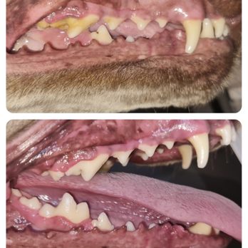 The Magic Paws - Pet Smile - Pet Services Near Me The Magic Paws - Pet Smile - Pet Services Near Me