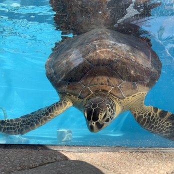 Loggerhead Marinelife Center - Community Service/Non-Profit Near Me - Juno Beach, Florida