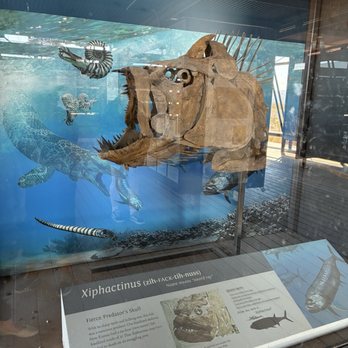 Fossil Discovery Exhibit - One of the exhibits - Museums Near Me - Panther Junction, Texas Fossil Discovery Exhibit - One of the exhibits - Museums Near Me - Panther Junction, Texas