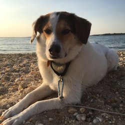 Foster Memorial Long Beach - Dog (Pablo) on beach