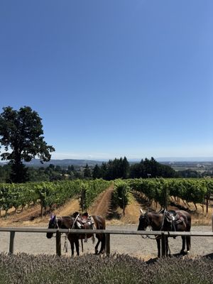 Durant Vineyards Tasting Room by null