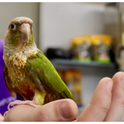 Pet Haven Pet Shop