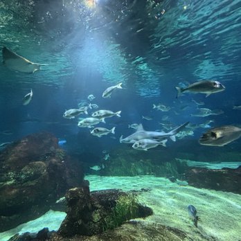 L'Aquàrium Barcelona - Aquariums Near Me - Barcelona, B L'Aquàrium Barcelona - Aquariums Near Me - Barcelona, B