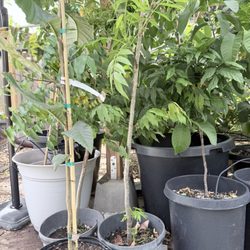 Shamus O'leary's Tropical Fruit Trees