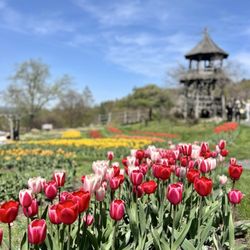 Mohonk Preserve - Mohonk Mountain House Tulip Festival 2025
