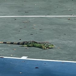 Sara Sims Park - Just an iguana waiting for a basketball game.