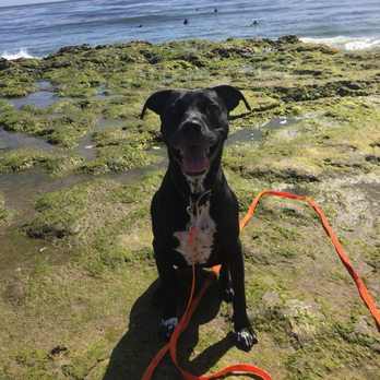 Happy Paws Santa Cruz - Pet Sitting Near Me