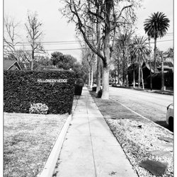 Halloween Hedge Scene - Halloween Hedge - scene. This is the spot where Micheal Myers peers out from behind. Lol. #SoPas #Movie