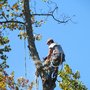 Photo of Lee's Tree Service