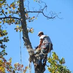 Lee's Tree Service - tree work