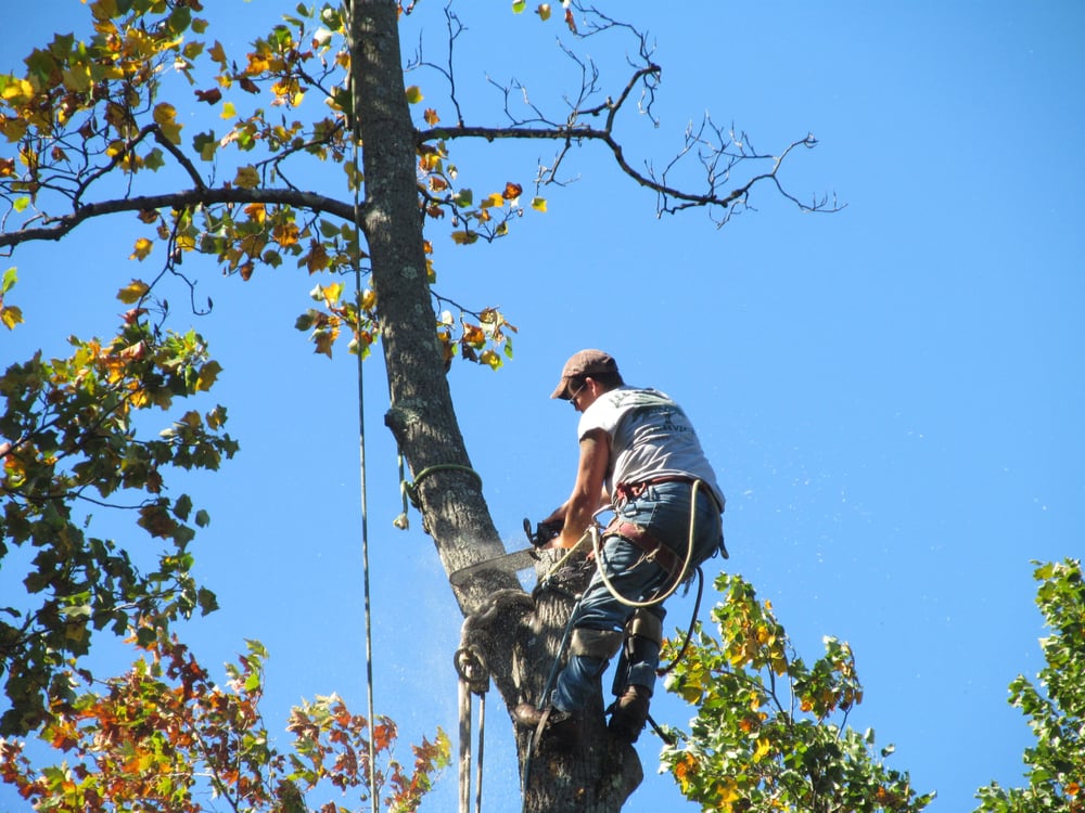 LEE’S TREE SERVICE Updated August 2024 Old Albany Post Rd, Cold