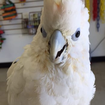 BirdSmart - Cute baby cockatoo. Very sweet! - Pet Groomers Near Me - San Diego, California BirdSmart - Cute baby cockatoo. Very sweet! - Pet Groomers Near Me - San Diego, California