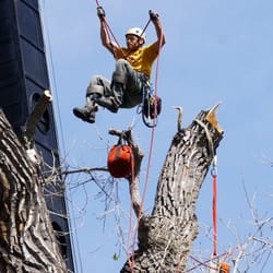 TLC Tree Expert - The owner of TLC Tree Expert is working on every job site!