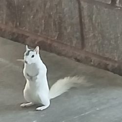 Albino squirrel trying to get in the door.