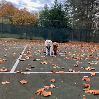 Bliss Dog Services - Dog Walkers Near Me Bliss Dog Services - Dog Walkers Near Me