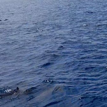 Oceanside Adventures - A pod of common dolphins! - Boat Charters Near Me - Oceanside, California Oceanside Adventures - A pod of common dolphins! - Boat Charters Near Me - Oceanside, California
