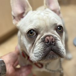Boca Midtowne Animal Hospital - Before his BOAS surgery