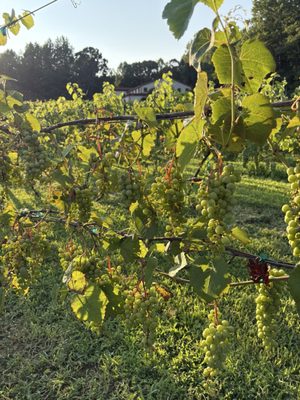 Running Hare Vineyard by null