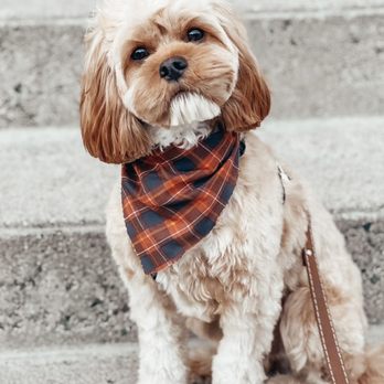 Boston Dog Butlers - Brody with his cute cut from Boston Dog Butlers - Dog Walkers Near Me - Boston, Massachusetts