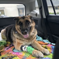 Cheat Lake Animal Hospital