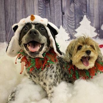 Fetching Grooming Salon - 2017 Winter Wonderland Pet Photo fundraiser raised over $500 for a local animal rescue. - Pet Groomers Near Me - Scranton, Pennsylvania Fetching Grooming Salon - 2017 Winter Wonderland Pet Photo fundraiser raised over $500 for a local animal rescue. - Pet Groomers Near Me - Scranton, Pennsylvania
