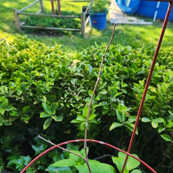 Burnt Ridge Nursery & Orchards - Tree #3 - Nurseries & Gardening Near Me - Onalaska, Washington