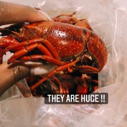 a lobster in a plastic bag
