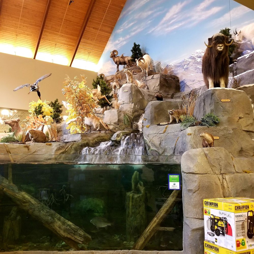 Cabela's - Live Fish!!! - Guns & Ammo Near Me - Louisville, Kentucky