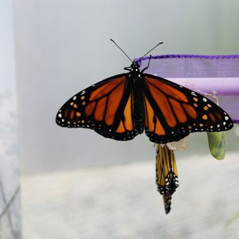 All A Flutter - Pet Breeders Near Me - High Point, North Carolina