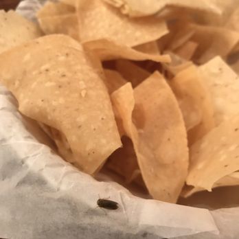 Senor Patron - This roach came out of our chips, & jumped back in. Told the server, who told the manager, who came over & shook her head "yes." - Mexican Near Me - Johns Creek, Georgia