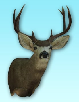 Ron's Taxidermy - taxidermy in Houston, TX