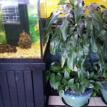 Super 6 Buffet - Hubby likes how these pothos were planted with draconian - Buffets Near Me - Missouri City, Texas